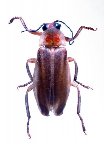 Photuris sp.